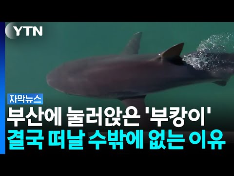 부캉기'는 그물을 넘은 후에도 돌아온다. 