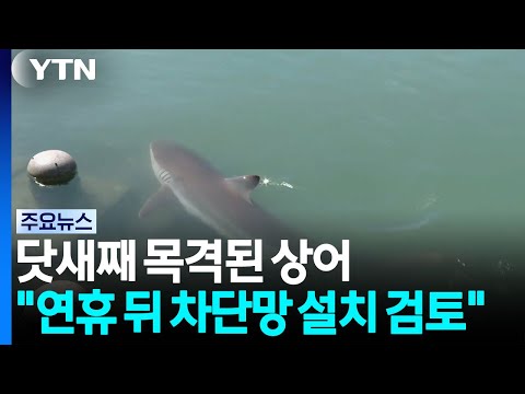 부산에서 닷새째 목격된 상어. "연휴 뒤 차단망 설치 검토