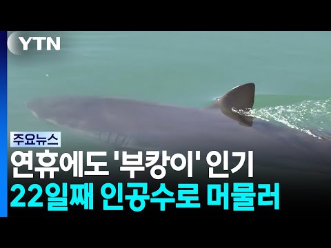 부산 '부캉이' 관람 인파 북적.  대전 문화예술 축제 인기