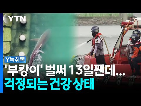벌써 13일 됐는데.  염려되는 '부캉이' 건강 상태